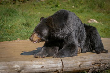 Black bear enjoying the summer sun