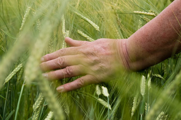 Wheat on hand. Plant, nature, rye. Crop on farm. Stem with seed for cereal bread. Agriculture harvest growth. Yellow golden rural summer landscape. Ripe food.