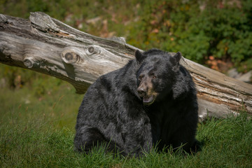 Black bear enjoying the summer sun
