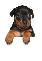 Miniature Pinscher puppy above banner