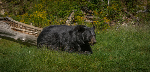 Black bear enjoying the summer sun