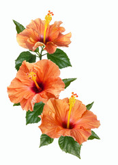 orange hibiscus flowers and buds isolated