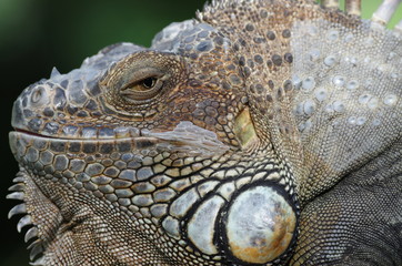 Iguane portrait