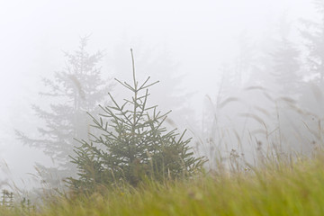 Live and dead Christmas trees on the slopes of the mountains. Fog, Cloudy.