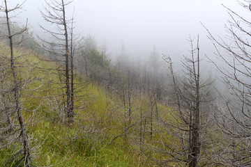 Fir forest on the slopes of the mountains. Overcast weather, fog.