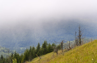 Fir forest on the slopes of the mountains. Overcast weather, fog.