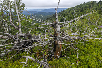 Dry spruce with swirling branches against the backdrop of the mountains.