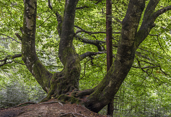 A large razloor beech covered with moss.