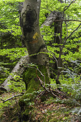 A large razloor beech covered with moss.