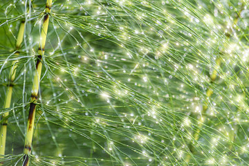 The horsetail is covered with dew. The sun highlights the dew and it sparkles. - 171090074