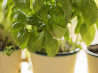 Green fragrant herb basil grows in a yellow pot in a kitchen. Basil leaves are great ingredient for cooking salads and pizza. Vegetable garden at home. 