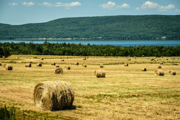 Hay bales