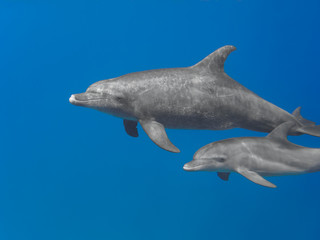 Fototapeta premium Mother and baby bottlenose dolphins swimming underwater in the sea, selective focus on mother animal