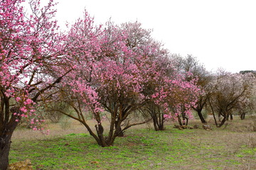 Cerezos