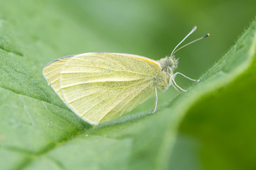 Small white (Pieris rapae) butterfly at rest on leaf. Insect in the family Pieridae sitting with wings closed, in profile
