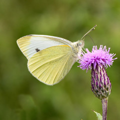 Small white (Pieris rapae) butterfly nectaring on thistle. Insect in the family Pieridae feeding with wings closed, in profile
