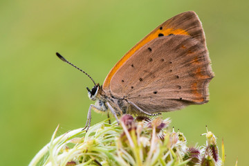 Small copper butterfly (Lycaena phlaeas) at rest in profile. Small butterfly in the family Lycaenidae, with underside of wings visible