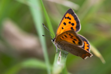 Fototapeta na wymiar Small copper butterfly (Lycaena phlaeas) perched on grass. Small butterfly in the family Lycaenidae at rest, showing striking orange markings