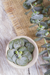 oil and eucalyptus holas, The essential oil of eucalyptus leaves is used as a nasal decongestant and to combat respiratory infections