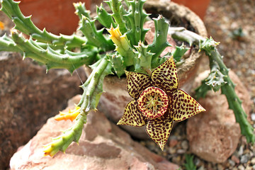 Stapelia flower