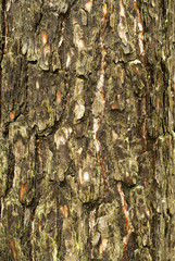 Vertical background: rough mossy bark on a pine trunk.