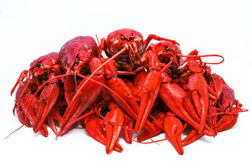red crawfish with large claws, isolated on white background.