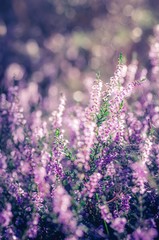 Heather flowers, blooming in sunlight