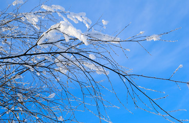 Tree branches in covered with snow against the background of the blue sky.
