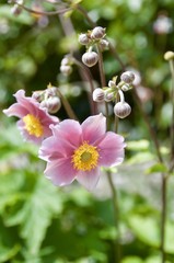 Anemone hupehensis