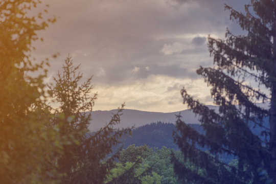 View at forest landscape