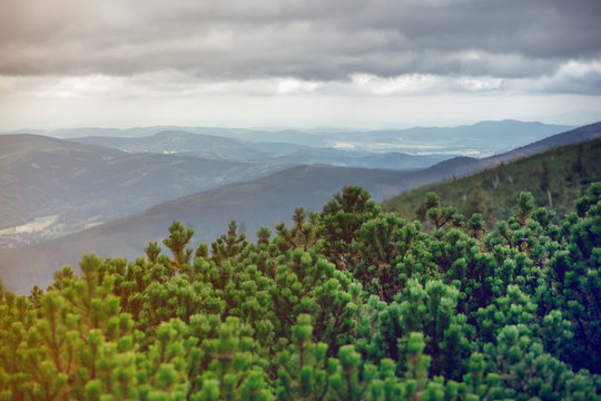 View at forest landscape