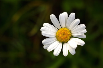 Fototapeta premium Daisy - White flower marguerite