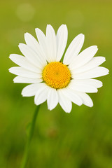 Fototapeta premium Daisy - White flower marguerite