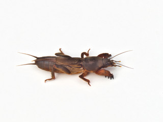 Mole cricket