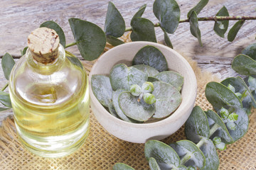 oil and eucalyptus holas, The essential oil of eucalyptus leaves is used as a nasal decongestant...