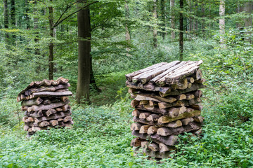 Frisch geschlagenes Brennholz im Wald