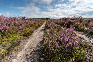 Fototapeta na wymiar Flowering heathlands in the Netherlands