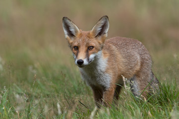 Naklejka na ściany i meble Red Fox (Vulpes vulpes)/Red Fox in summer meadow