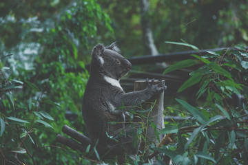 Obraz premium koala bear in the middle of the vegetation
