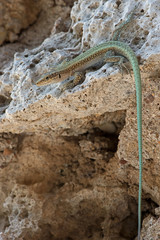 Oertzen Rock Lizard (Anatolacerta Oertzeni)/Anatolacerta Oertzeni lizard basking on rock