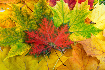 autumn yellow leaves