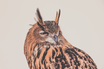 Portrait of a Beautiful Owl