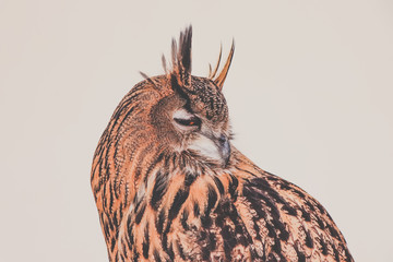 Portrait of a Beautiful Owl
