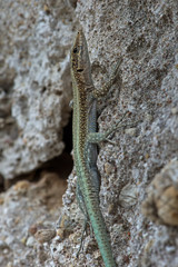 Oertzen Rock Lizard (Anatolacerta Oertzeni)/Anatolacerta Oertzeni lizard basking on rock