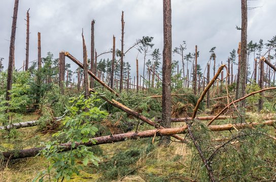 Forest destroyed by the hurricane wind in Poland, on September 12, 2017