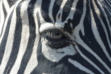 Oeil de z&egrave;bre