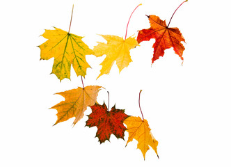 autumn yellow leaves