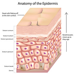 3d anatomy of layers of the epidermis - obrazy, fototapety, plakaty
