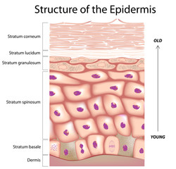 Epidermis of the skin