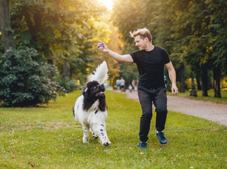 Naklejka na ściany i meble Newfoundland dog plays with man and woman in the park